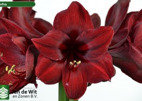 hippeastrum Benfica ® (2)